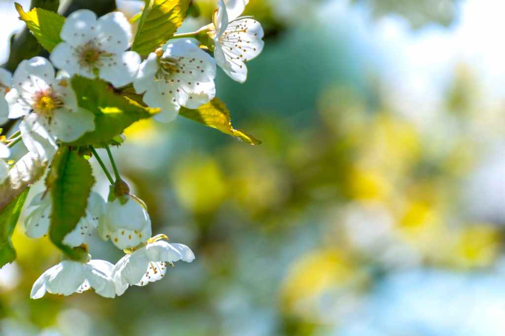 The image shows white Jasmine flowers. 8 incredible reasons why you should drink jasmine tea.