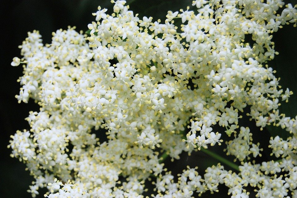 6 wonderful reasons why you should drink elderflower tea