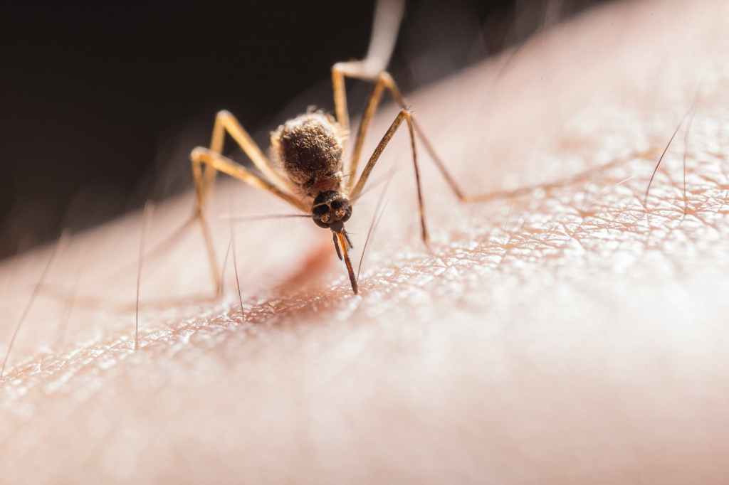 A mosquito having a feast on skin. How to treat insect bites and stings.