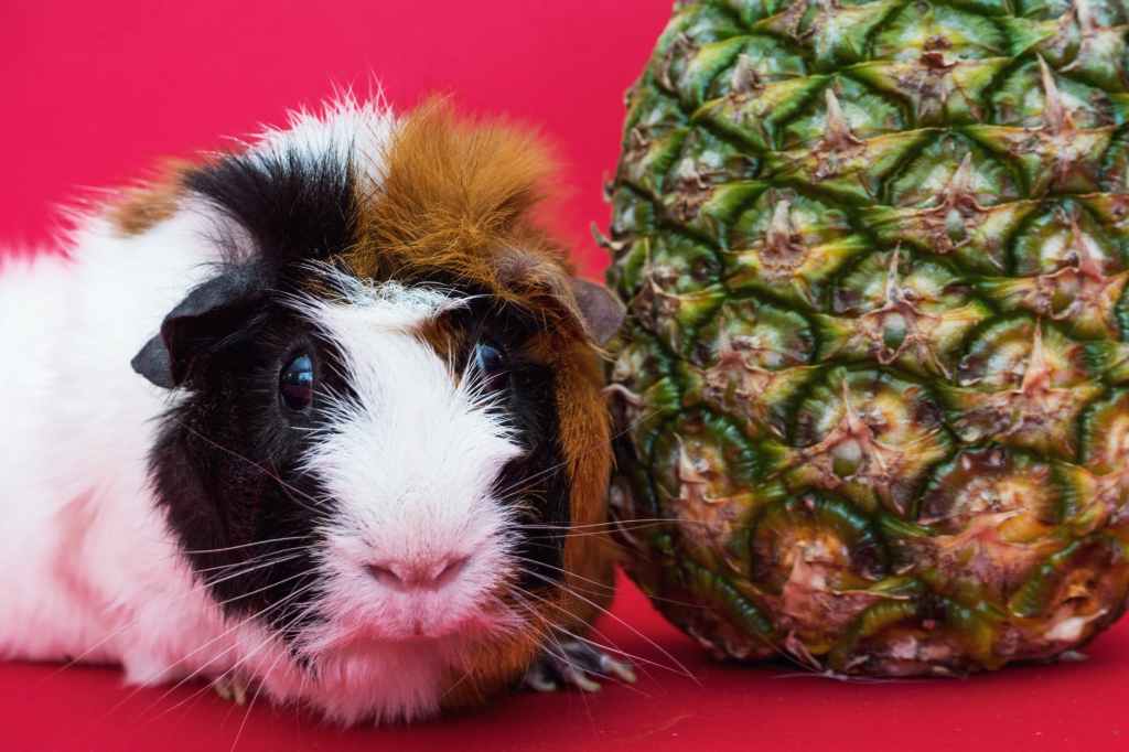 The image shows a guinea pig next to a pineapple.
10 astounding reasons for why you should take vitamin C.