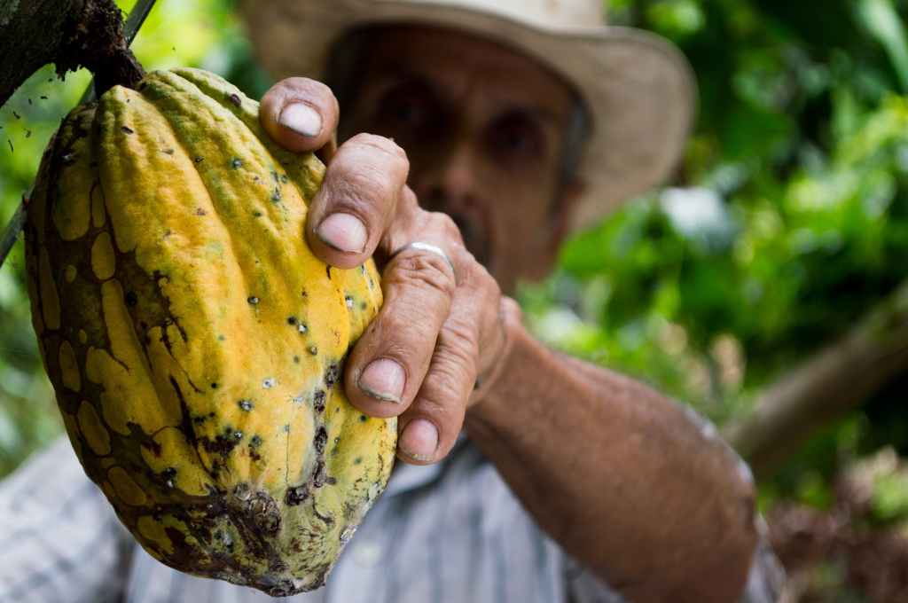 The image shows a large, yellow coffee pod being picked by a farmer. 9 fabulous reasons reasons why cocoa is good for you.