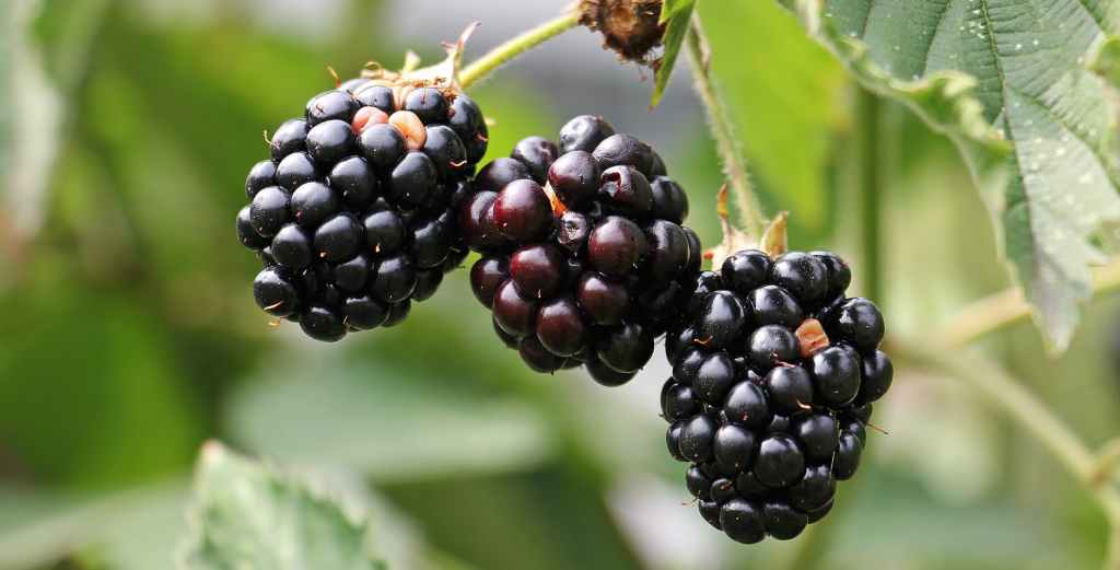 8 Amazing actions that blackberries do for your body.