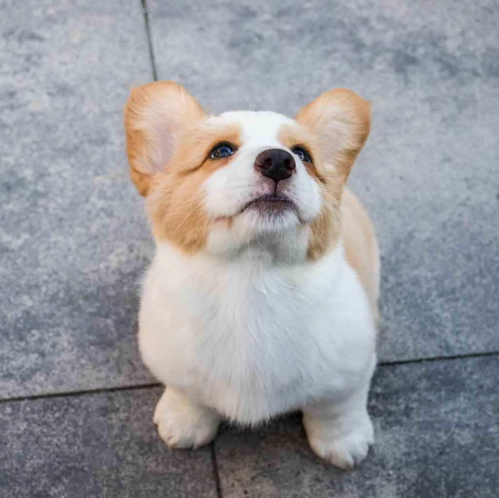 The image shows a cute, corgi puppy who is looking up at someone. 14 Secrets of the Queen's Long and Healthy Life.
